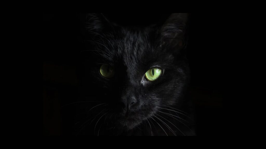 blackcat alphv